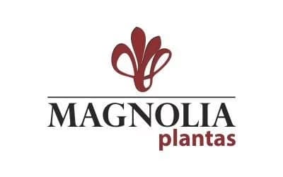 Magnolia Plantas Uberlândia