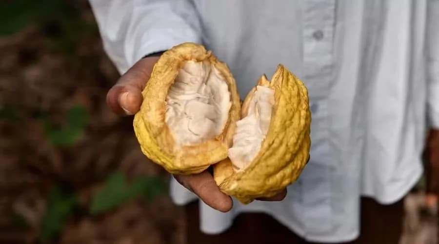 Cientistas criam chocolate mais saudável e sustentável