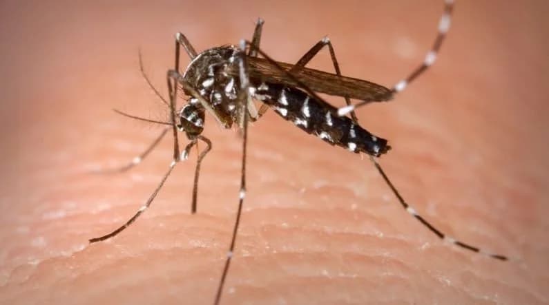 Mesmo em queda dos números, Dengue tem que ser combatida diariamente