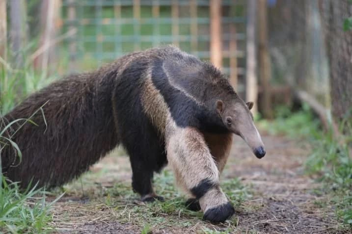 Prefeitura realiza oficinas no Zoológico em comemoração ao Dia Mundial do Tamanduá