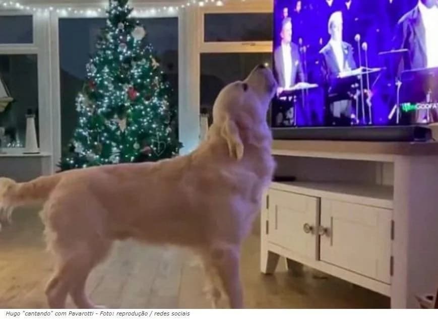 Cão canta versão de música natalina com Pavarotti e vira sensação