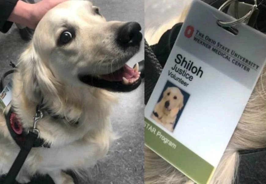 Hospital contrata cão pra alegrar funcionários e pacientes