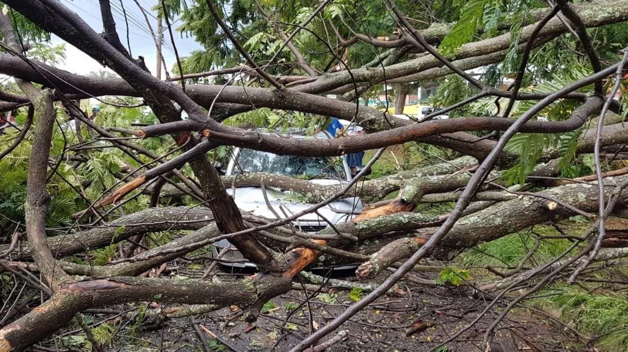 Árvore cai em Uberlândia e atinge carro na Avenida Monsenhor Eduardo