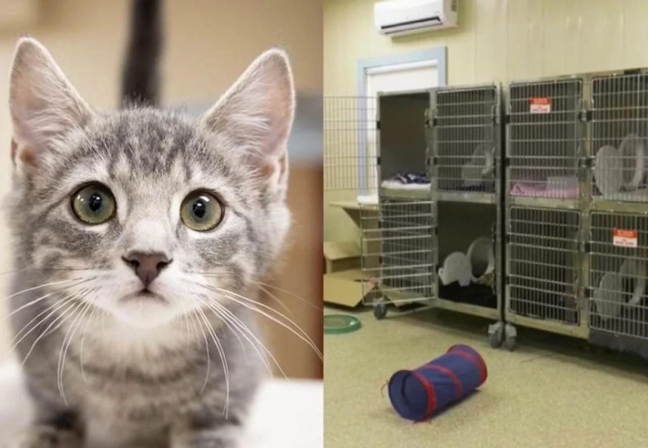 Abrigo para animais está vazio, todos foram adotados e tem fila de pretendentes na porta