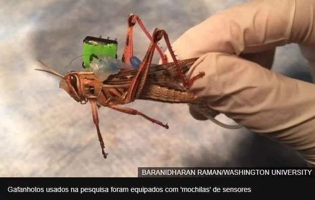 O inseto que pode substituir cães farejadores na detecção de explosivos
