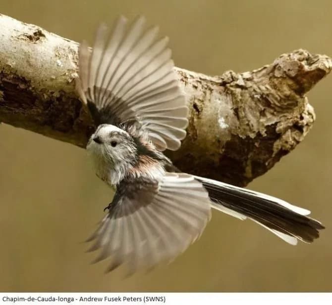 Fotógrafo usa bloqueio para tirar fotos de pássaros selvagens incríveis no jardim e da janela