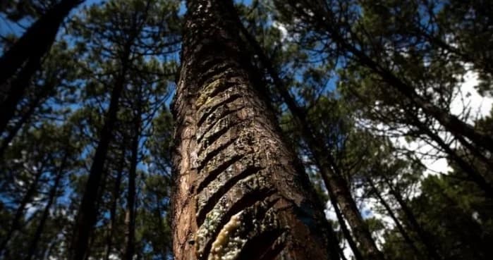 O ouro líquido escondido nas florestas da Espanha