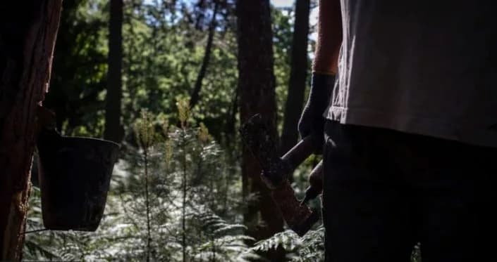 O ouro líquido escondido nas florestas da Espanha