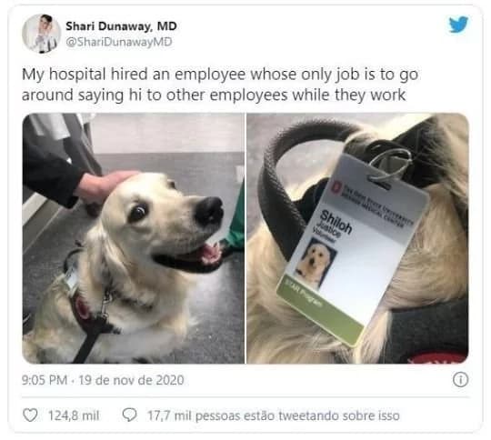 Hospital contrata cão pra alegrar funcionários e pacientes