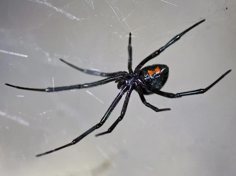 Veja lista das aranhas mais perigosas encontradas no mundo