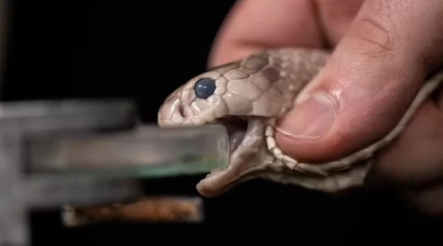 Veneno sendo extraído da Naja atra, uma espécie de naja que vive em áreas do sudeste da Ásia. — Foto: Centre for Tropical Medicine.