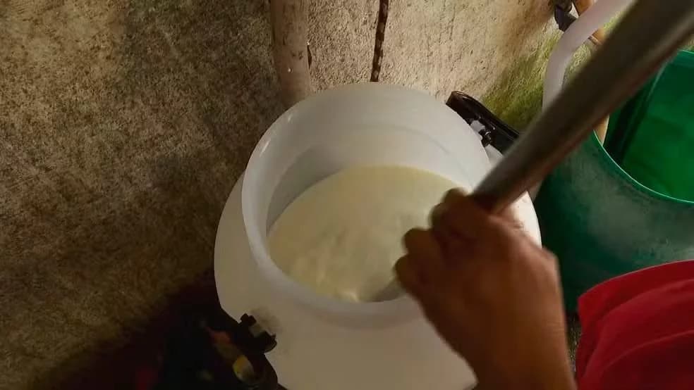 A produção do Queijo Minas Artesanal é totalmente manual
