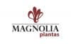 Magnólia Plantas Uberlândia